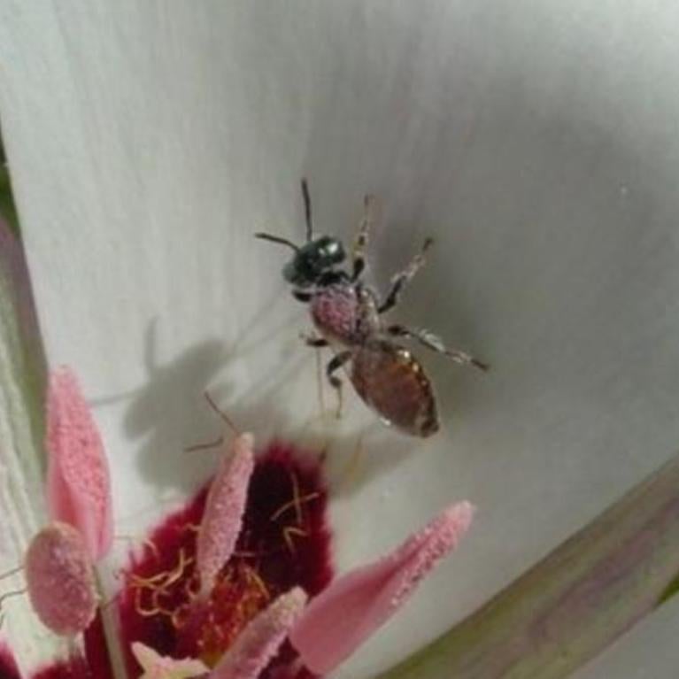 Santa Catalina Mariposa Lily