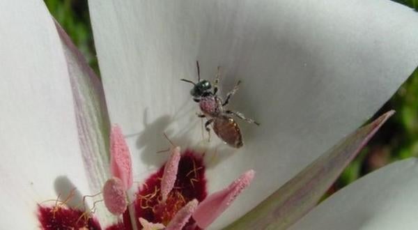 Santa Catalina Mariposa Lily