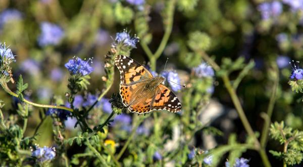 Painted Lady butterfly
