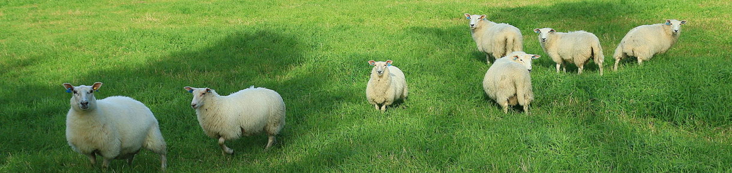 Sheep by Øyvind Holmstad