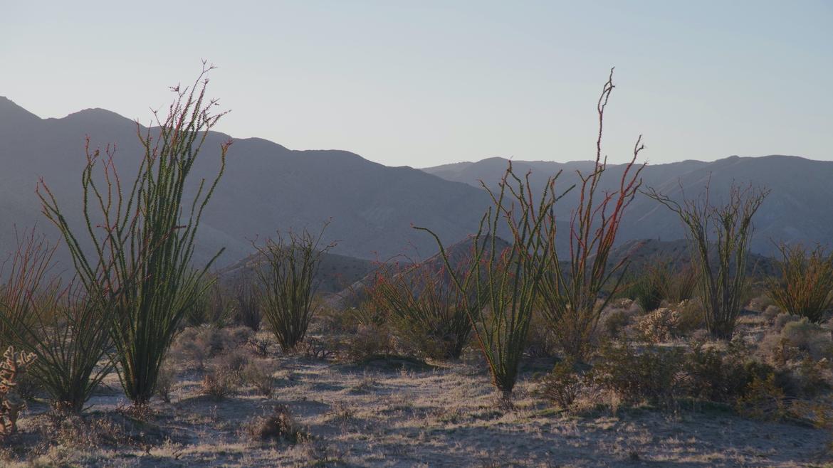 Ocotillo- De Ley Lab 