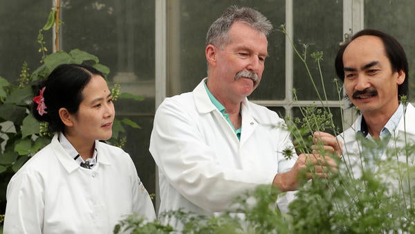 Roberts lab in Greenhouse (c) UCR / CNAS