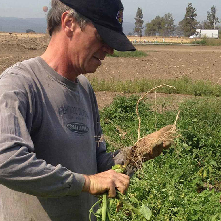 agricultural farmer pulling root and stem (c) UCR / Stan Lim