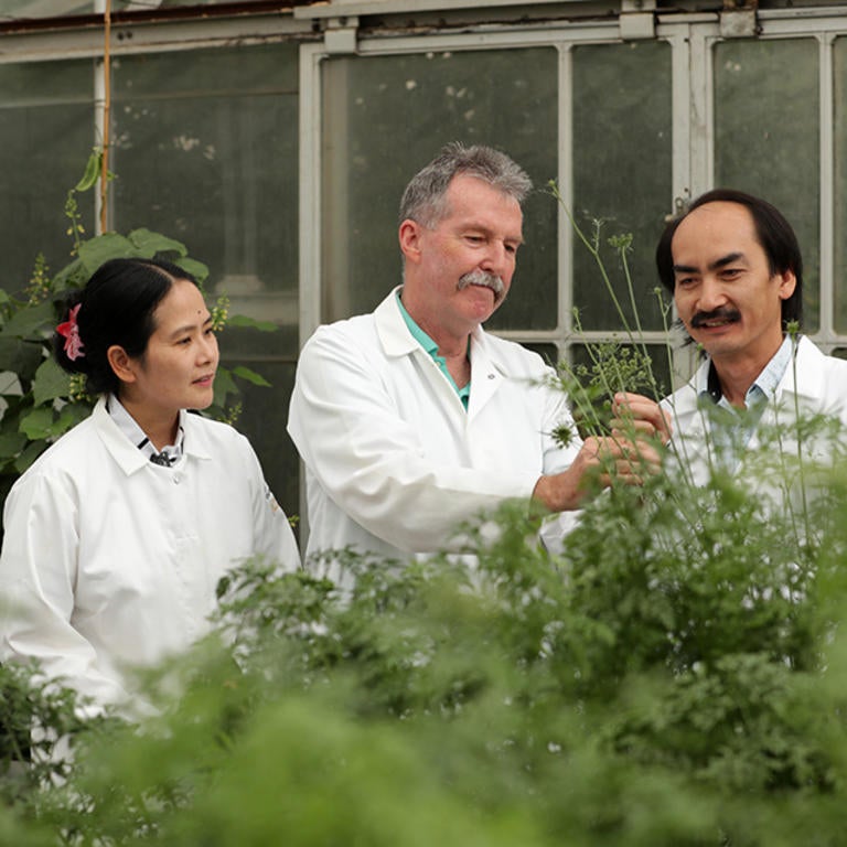 Roberts lab in greenhouse (c) UCR / CNAS