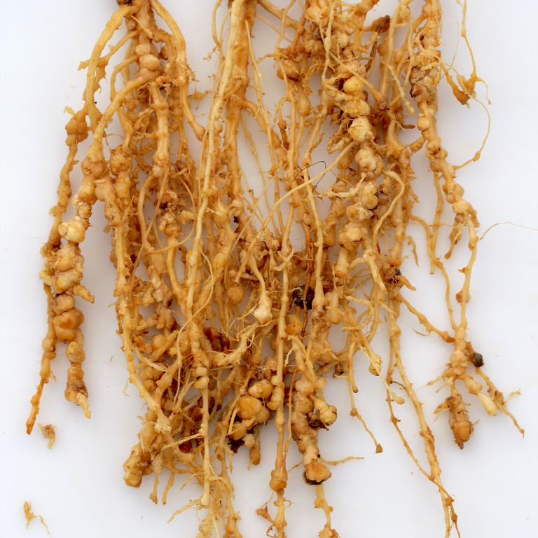 Cucumber 2-M incognita (c) Ole Becker Lab 