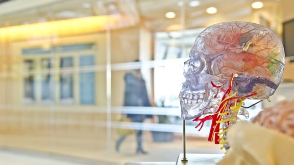 Unsplash Transparent Model Of Brain