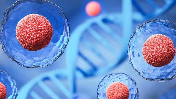 stem cells 