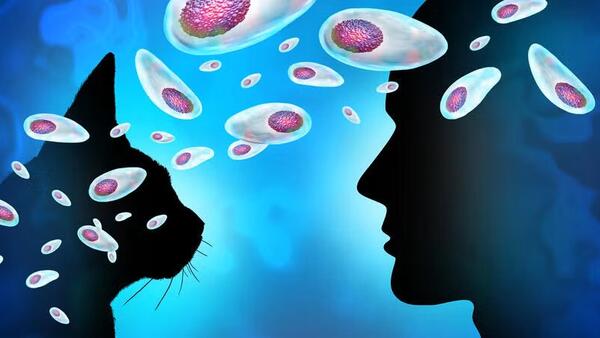 toxoplasma gondii getty images 