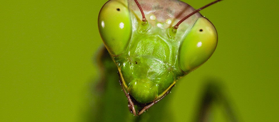 Who's Eating Who: Close-up shot of a Mantis