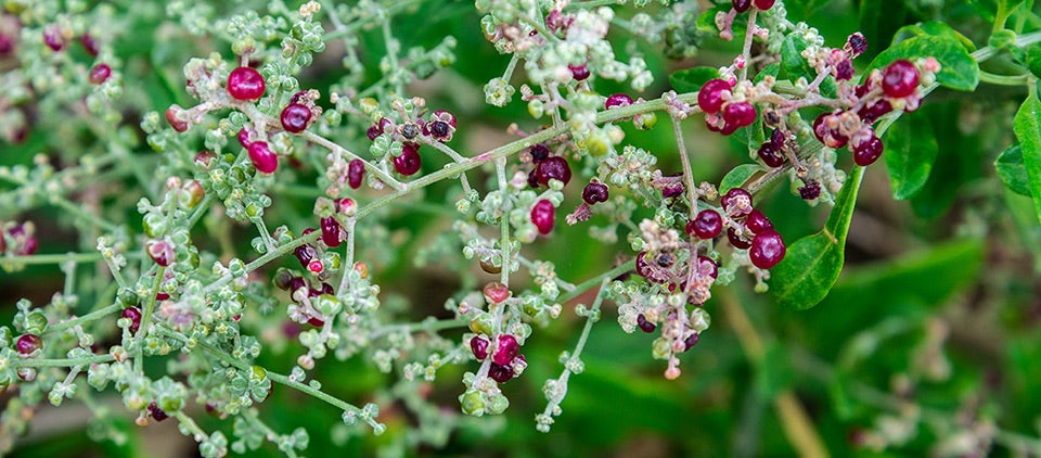 Blue sky background with green grass