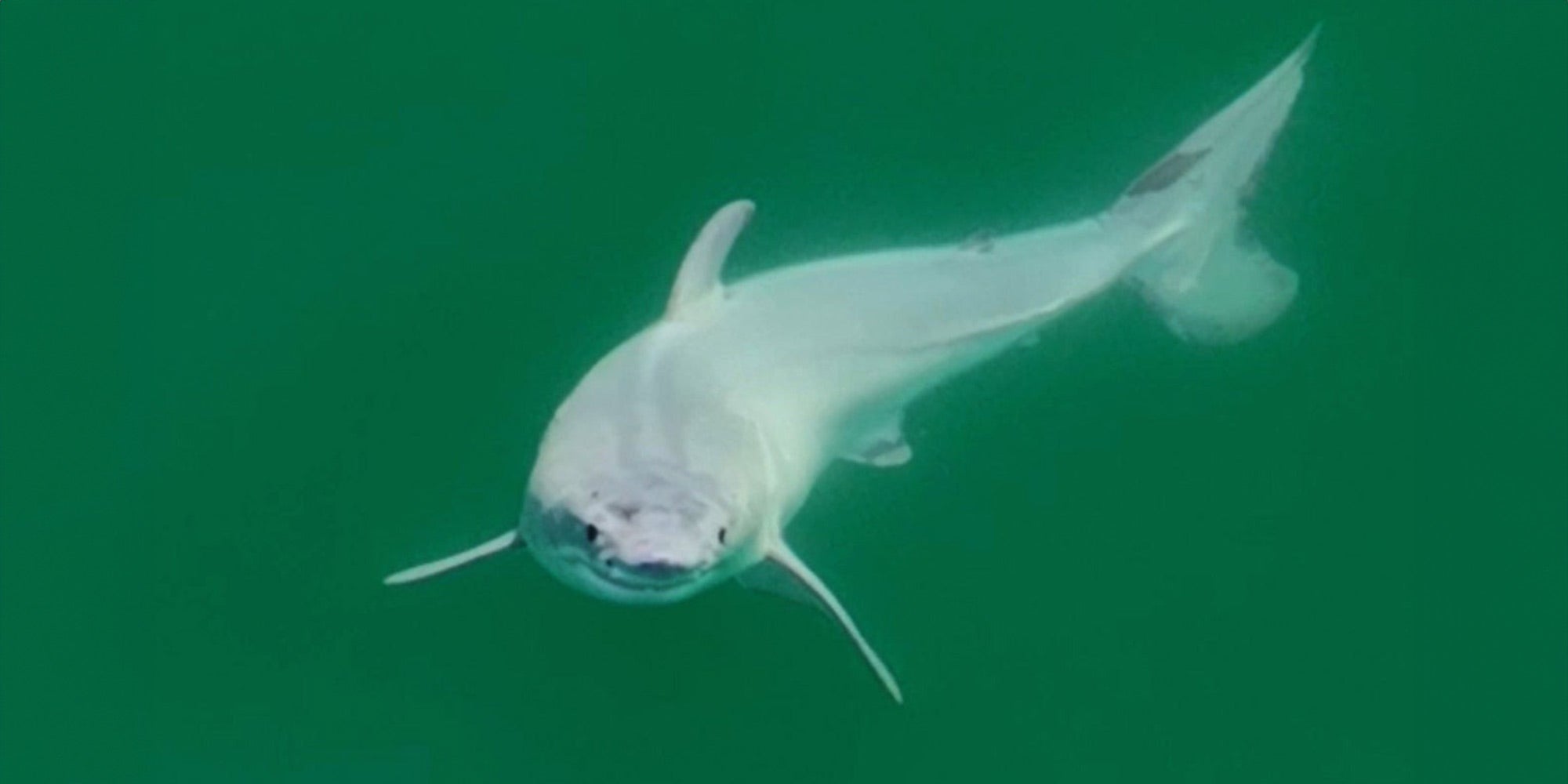 Newborn great white shark