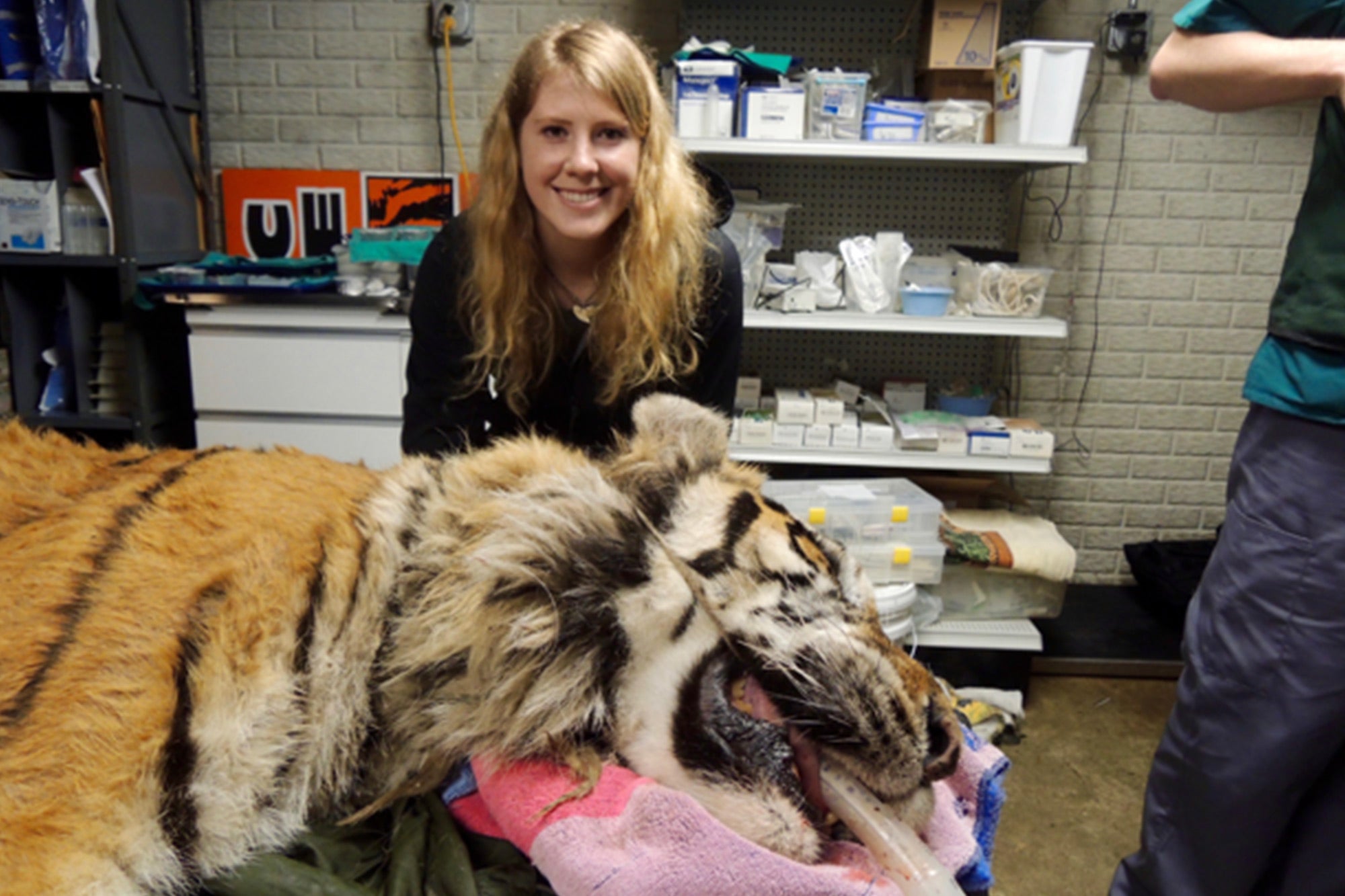 Armstrong’s genomic analysis of captive tigers has led to the largest genetic database for the big cats to date. (Courtesy of Ellie Armstrong)