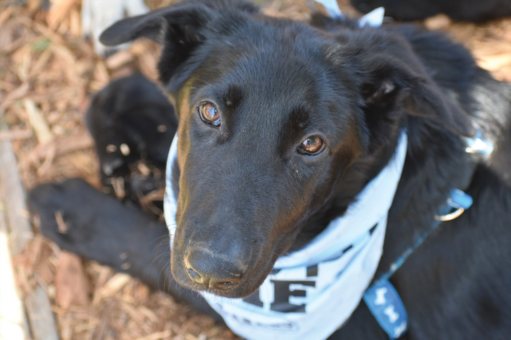 A close-up glamour shot of a foster dog