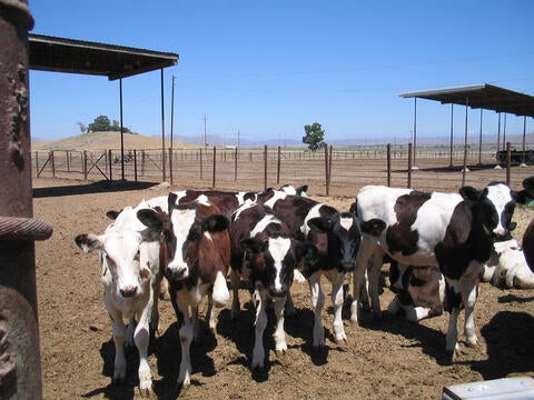dairy farm