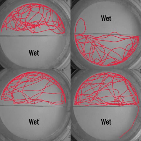 bed bug's measured water avoidance