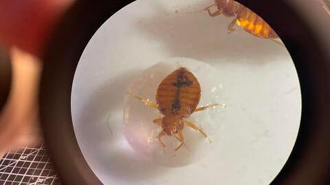 bed bug