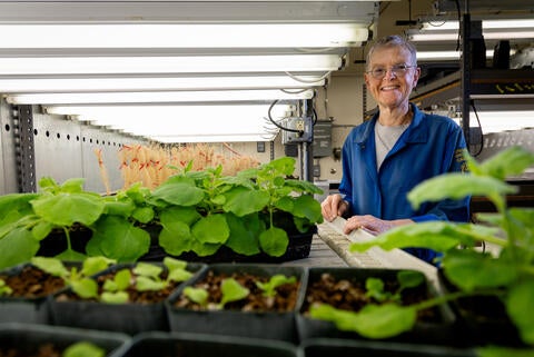 Mien van de Ven in the lab with plants