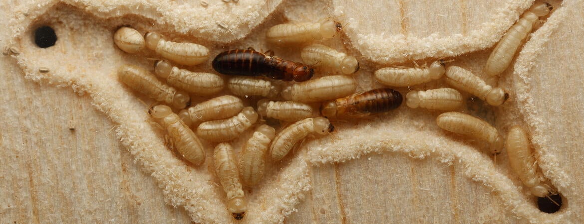 termite colony in wood
