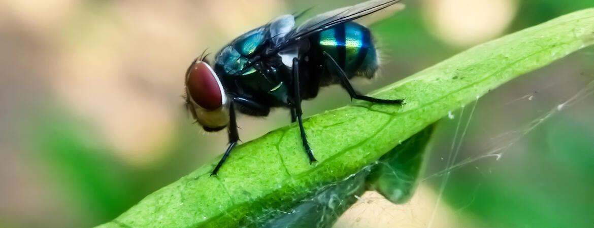 Flesh eating screwworm fly