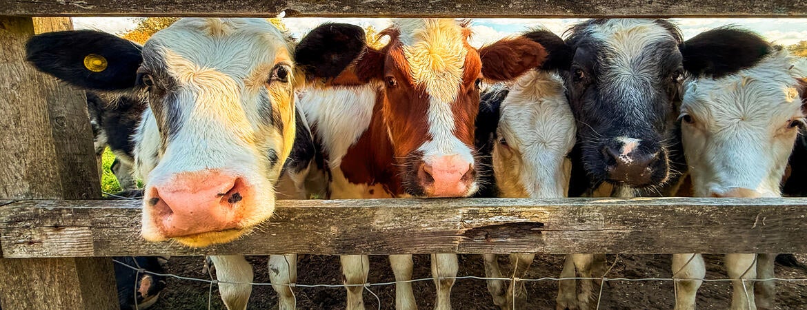 dairy cows 