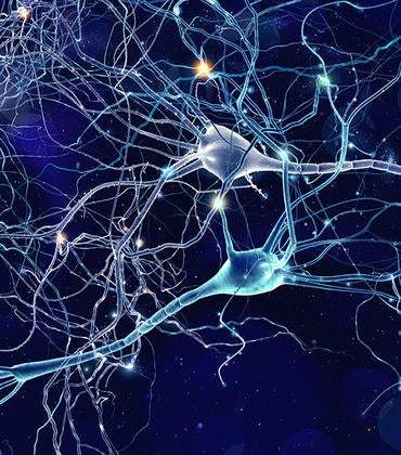 neurons