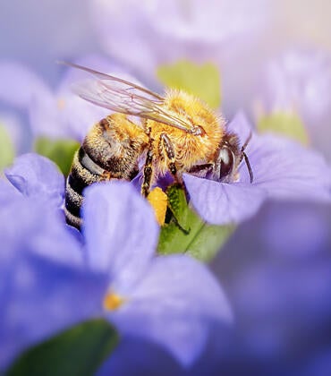 honeybee in lavender flower