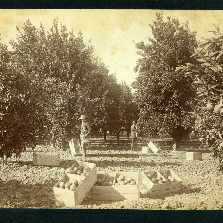 Riverside Orchard