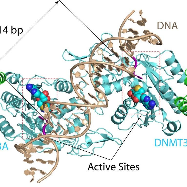 DNA molecular structure