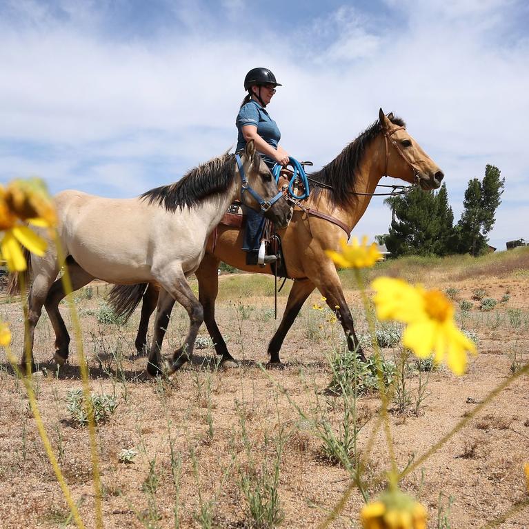 Kat Boniface with horses