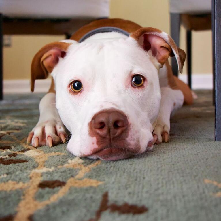 pit bull