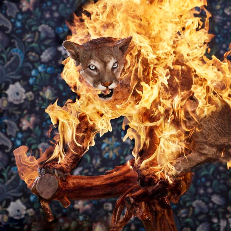Christian Houge, "Puma" from the series "Residence of Impermanence," 2019. (Courtesy of the artist)