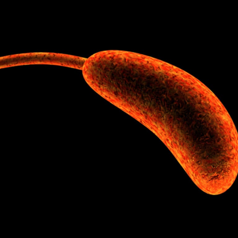 Vibrio cholerae bacterium