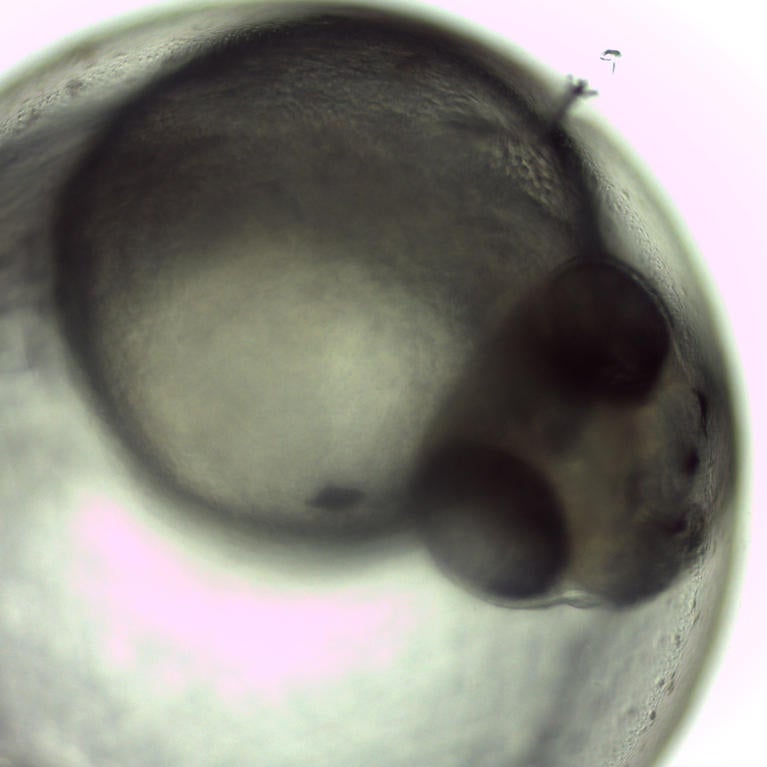 zebrafish embryo