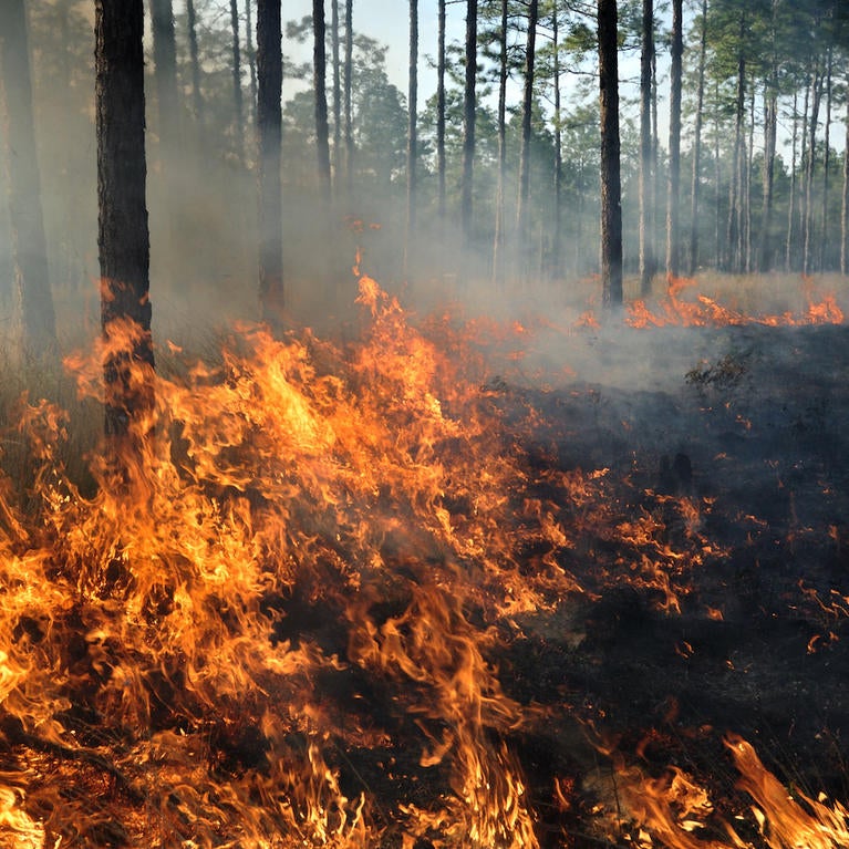 wildfire