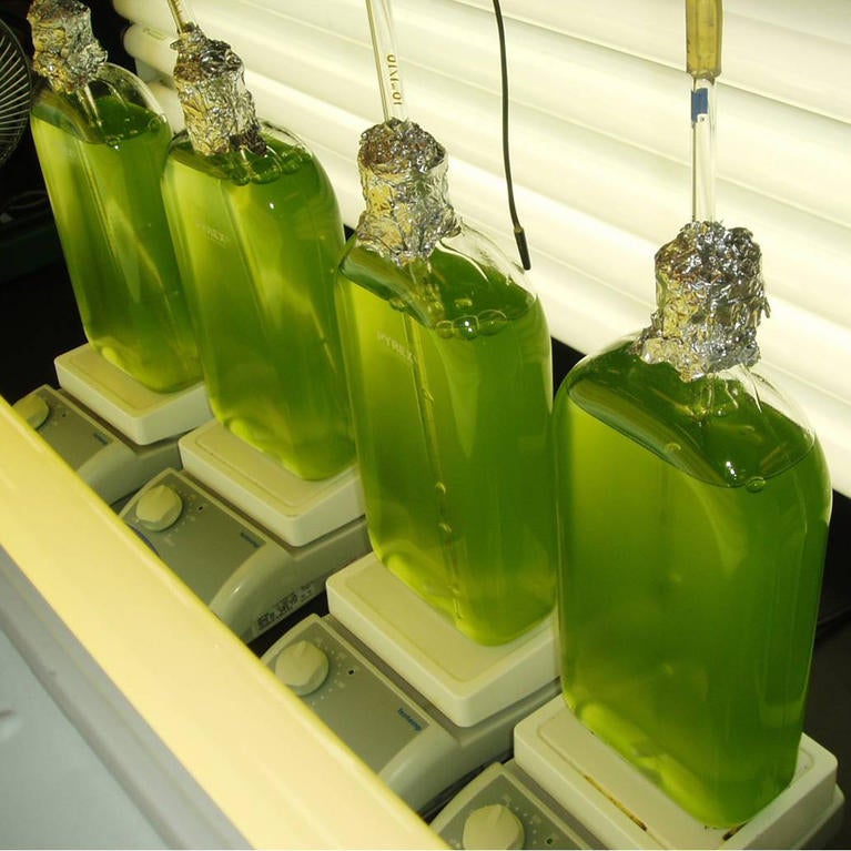 Green algae growing in flasks in a laboratory.