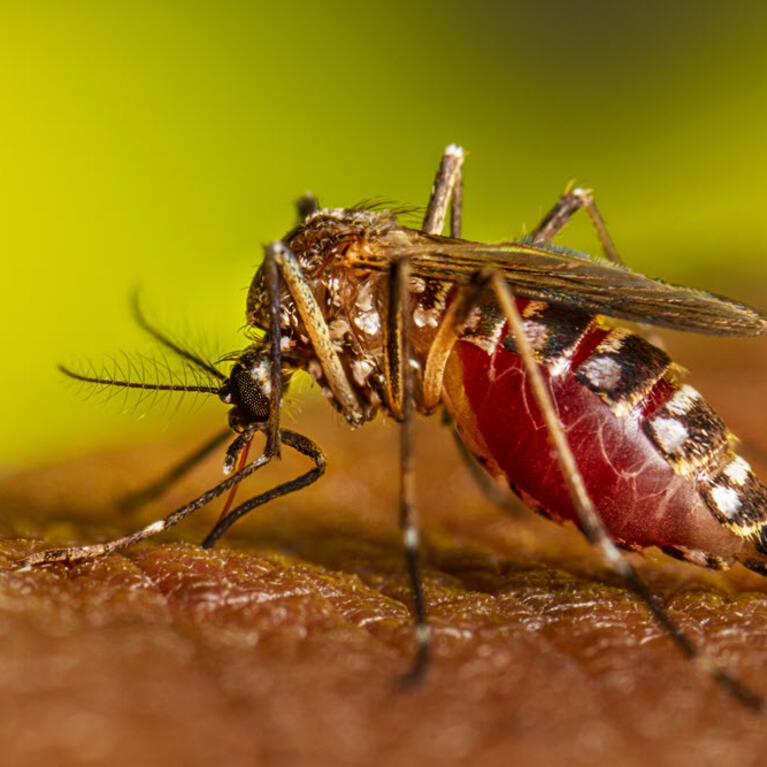 Aedes aegyptii