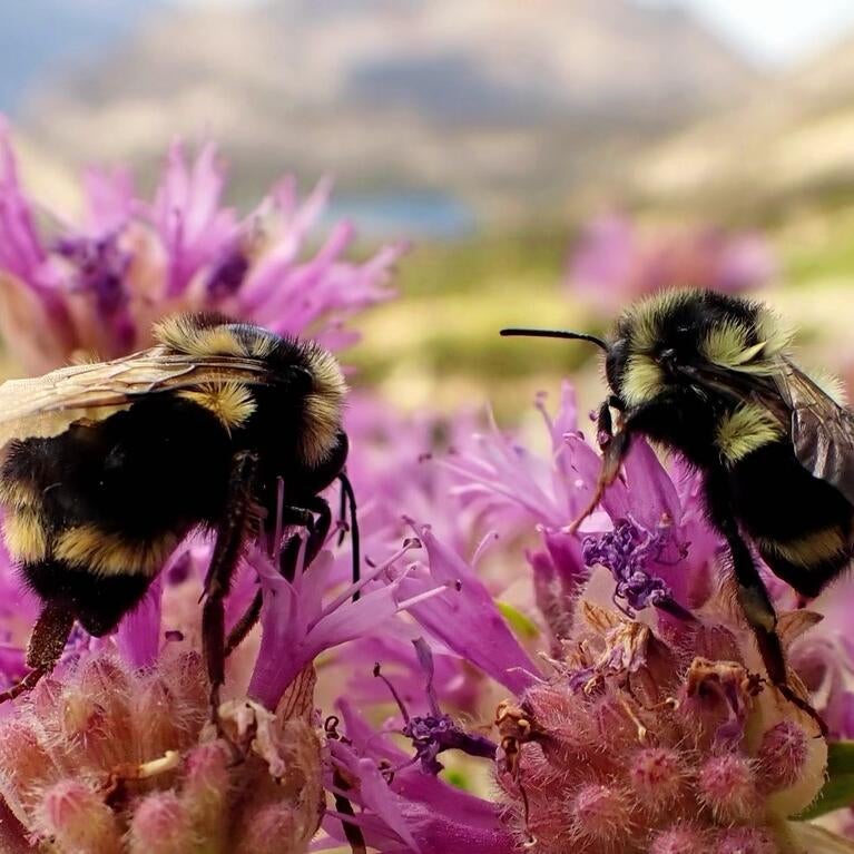 bumbles on a flower