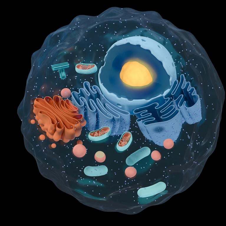 Cell cross section