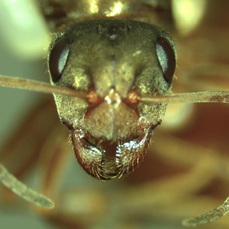 ant queen