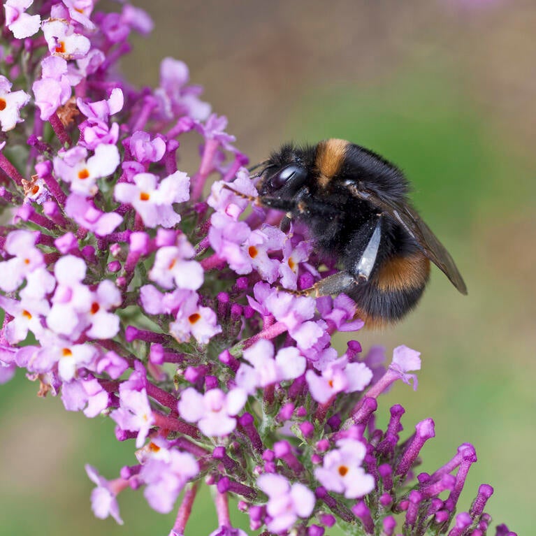 Bumble bee queen
