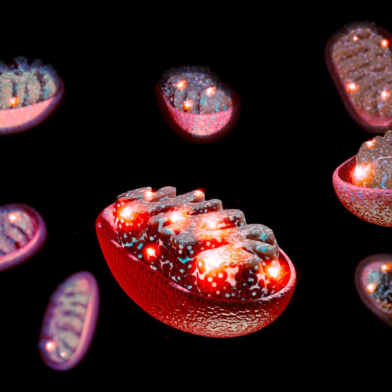 mitochondria