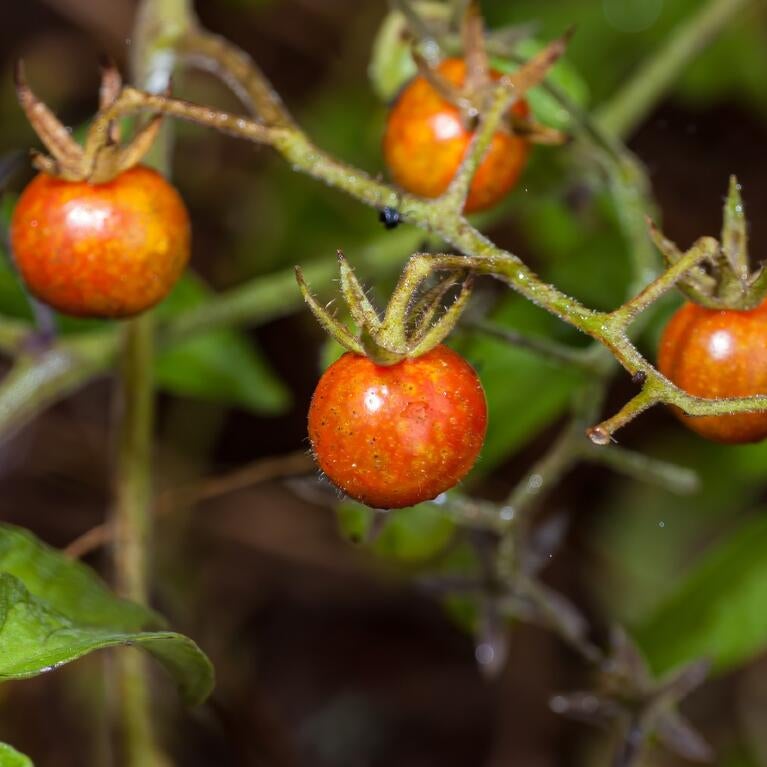 Galapagos tomatoes