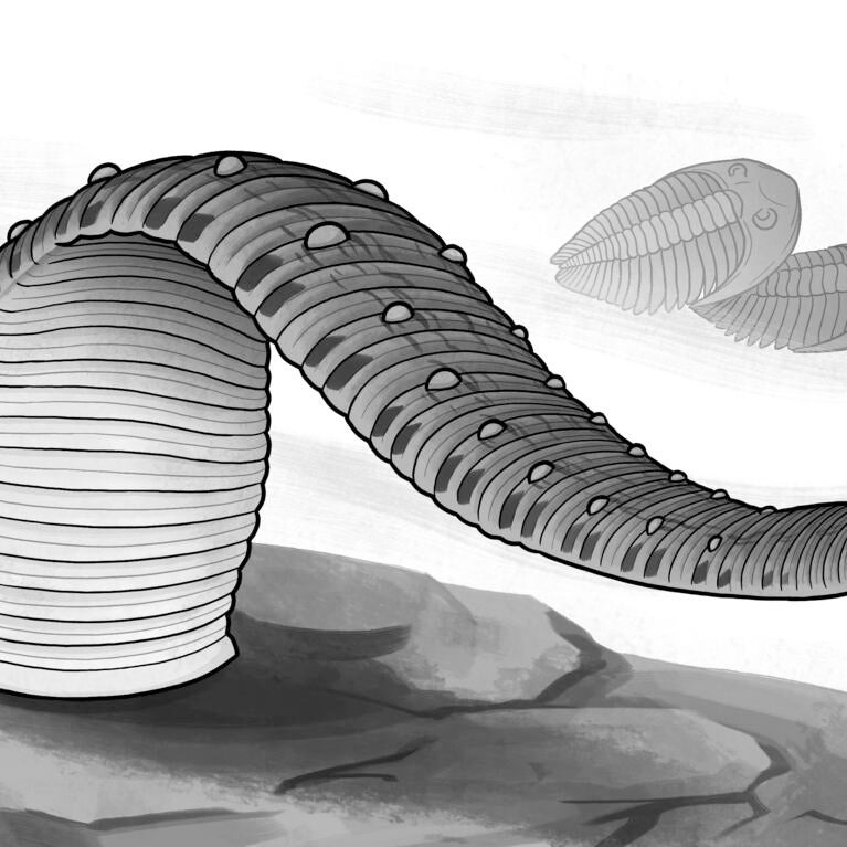 leech reconstruction