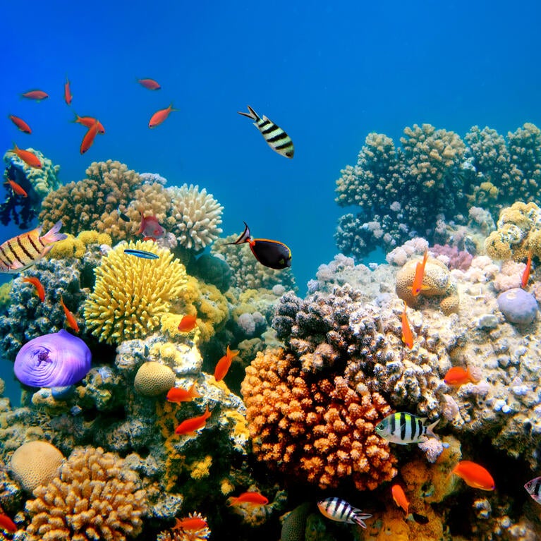 coral reef