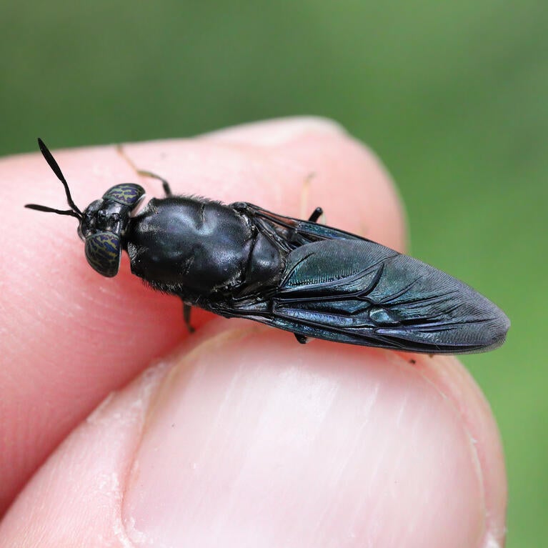 Black soldier fly