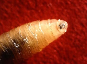 Screwworm larva