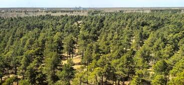 Taklamakan afforestation