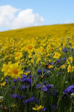 California wildflowers