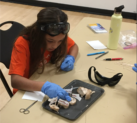 Neuroscience Masterminds