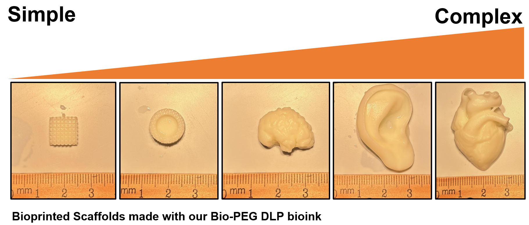 Bioprinted Scaffolds